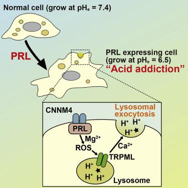 The Oncogenic Prl Protein Causes Acid Addiction Of Cells By Stimulating Lysosomal Exocytosis Dev Cell X Mol