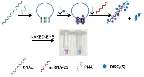 基于pna Dna2三重螺旋分子开关的比色传感器 用于从癌细胞中敏感和特异地检测microrna Chembiochem X Mol