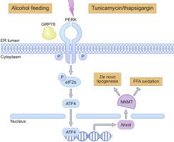 内质网应激引起的nnmt上调有助于酒精相关性脂肪肝的发展 Journal Of Hepatology X Mol