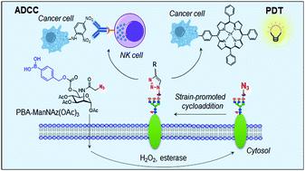 使用代谢聚糖标记技术的癌细胞死亡 Chemical Communications X Mol