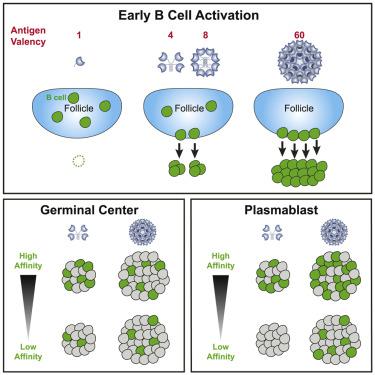 Multifaceted Effects Of Antigen Valency On B Cell Response Composition ...