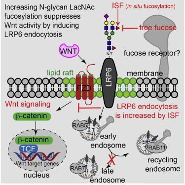 In Situ Fucosylation Of The Wnt Co Receptor Lrp6 Increases Its Endocytosis And Reduces Wnt B Catenin Signaling Cell Chemical Biology X Mol