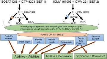 Generation Mean Analysis Of Pearl Millet Pennisetum Glaucum L R Br Grain Iron And Zinc Contents And Agronomic Traits In West Africa Journal Of Cereal Science X Mol