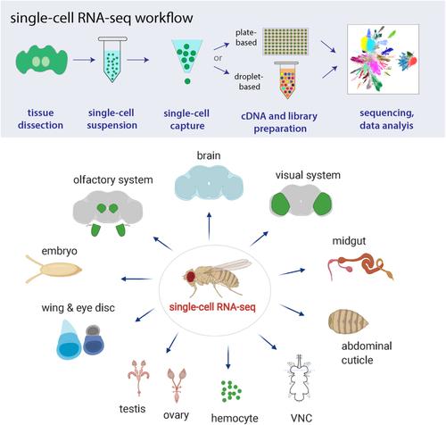 Single Cell Rna Sequencing In Drosophila Technologies And Applications