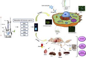 水分散性 ZnSe/ZnS 量子点：评估细胞整合、毒性和生物分布。,Journal Of Photochemistry And ...