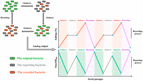 Long-Term Rewritable Report And Recording Of Environmental Stimuli In ...