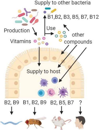 Functional Roles Of B-Vitamins In The Gut And Gut Microbiome.,Molecular ...