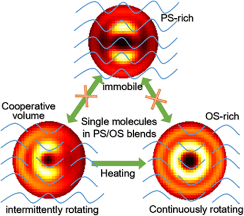 Spatially And Temporally Resolved Heterogeneities In A Miscible Polymer