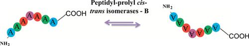 Identification Of Salmonella Typhimurium Peptidyl-prolyl Cis-trans ...