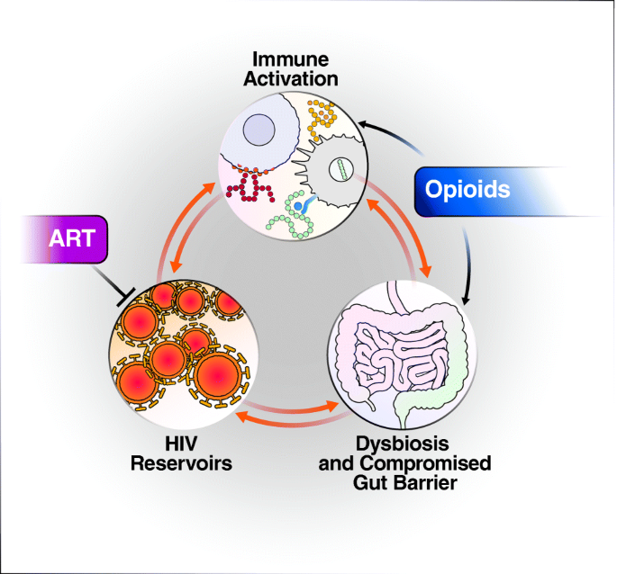 Effect Of Opioid Use On Immune Activation And Hiv Persistence On Art Journal Of Neuroimmune Pharmacology X Mol