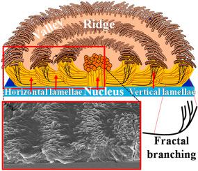 Three Dimensional Periodic Architecture In Poly E Caprolactone Crystallized In Bulk Aggregates Polymer X Mol