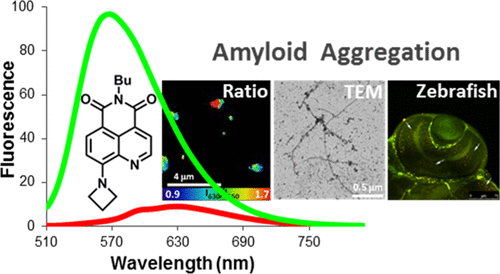Environment Sensitive Probes For Illuminating Amyloid Aggregation In Vitro And In Zebrafish Acs Sensors X Mol