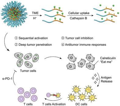 PH/Cathepsin B Hierarchical‐Responsive Nanoconjugates For Enhanced ...