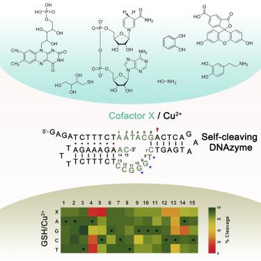 Insight Into An Oxidative Dna Cleaving Dnazyme Multiple Cofactors The