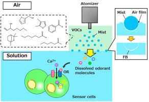 Highly Effective Volatile Organic Compound Dissolving Strategy Based On Mist Atomization For Odorant Biosensors Analytica Chimica Acta X Mol