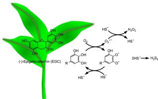 Green Tea Polyphenolic Antioxidants Oxidize Hydrogen Sulfide To Thiosulfate And Polysulfides A Possible New Mechanism Underpinning Their Biological Action Redox Biology X Mol