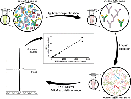 Development And Validation Of An Lc Ms Based Quantification Assay For