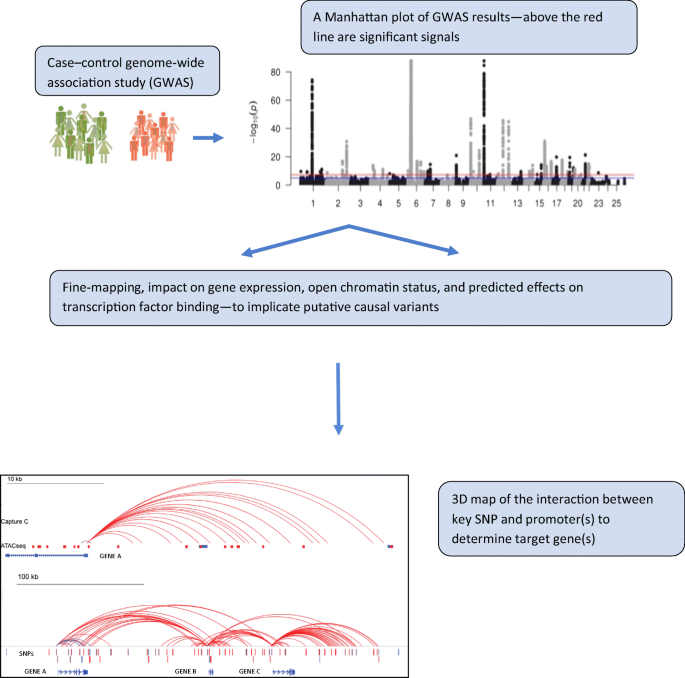 Next Steps In The Identification Of Gene Targets For Type 1 Diabetes Diabetologia X Mol