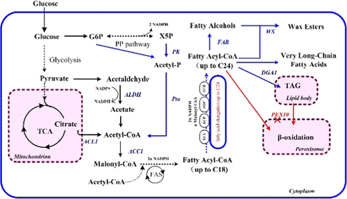 Yarrowia Lipolytica As A Metabolic Engineering Platform For The Production Of Very Long Chain Wax Esters Journal Of Agricultural And Food Chemistry X Mol