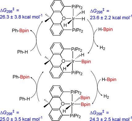 Direct C H Borylation Of Arenes Catalyzed By Saturated Hydride Boryl Iridium Pop Complexes Kinetic Analysis Of The Elemental Steps Chemistry A European Journal X Mol