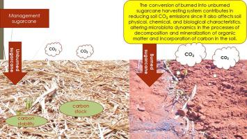 燃烧的和未燃烧的甘蔗收获系统对土壤co Sub 2 Sub 排放以及土壤物理 化学和微生物特性的影响 Catena X Mol