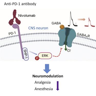 Pd 1 Regulates Gabaergic Neurotransmission And Gaba Mediated Analgesia And Anesthesia Iscience X Mol