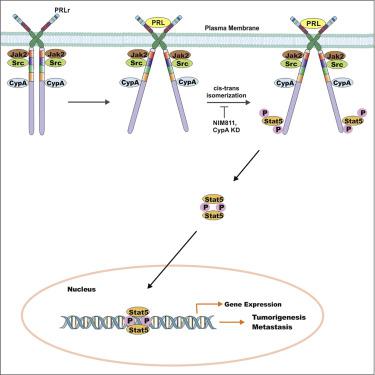 Inhibition Of The Activity Of Cyclophilin A Impedes Prolactin Receptor Mediated Signaling Mammary Tumorigenesis And Metastases Iscience X Mol