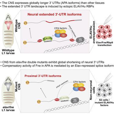 Overlapping Activities Of Elav Hu Family Rna Binding Proteins Specify The Extended Neuronal 3 Utr Landscape In Drosophila Molecular Cell X Mol