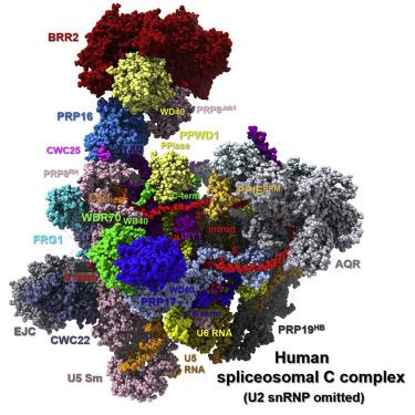 Structural Insights Into The Roles Of Metazoan Specific Splicing Factors In The Human Step 1 Spliceosome Molecular Cell X Mol