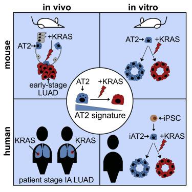 Organoids Model Transcriptional Hallmarks Of Oncogenic Kras Activation