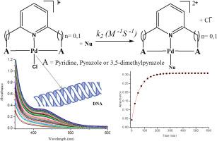 Controlling The Reactivity Of Pd Ii N N N Cl Complexes Using 2 6 Bis Pyrazol 2 Yl Pyridine Ligands For Biological Application Substitution Reactivity Ct Dna Interactions And In Vitro Cytotoxicity Study Journal Of Inorganic Biochemistry X Mol