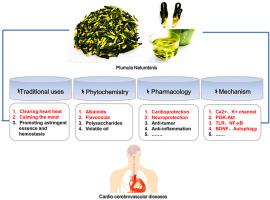 Plumula Nelumbinis A Review Of Traditional Uses Phytochemistry Pharmacology Pharmacokinetics And Safety Journal Of Ethnopharmacology X Mol