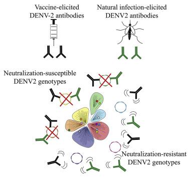 Antigenic Variation Of The Dengue Virus 2 Genotypes Impacts The Neutralization Activity Of Human Antibodies In Vaccinees Cell Reports X Mol