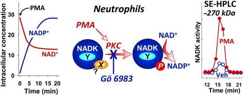 Protein Kinase C Activates Nad Kinase In Human Neutrophils Free Radical Biology And Medicine X Mol