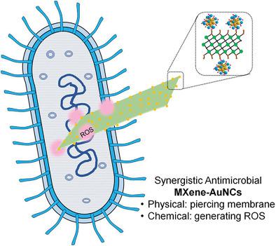 Synergistic Antimicrobial Titanium Carbide (MXene) Conjugated With Gold ...