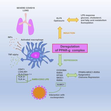 Cell Death Dis Kml001通过p53 Pgc 1a通路诱导线粒体功能障碍 Medsci Cn