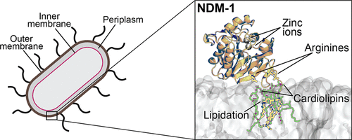 Molecular Bases Of The Membrane Association Mechanism Potentiating   10.1021 Acsinfecdis.0c00341 