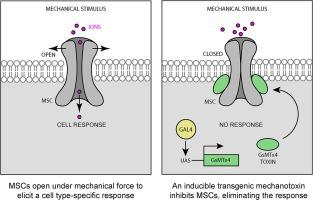 Transgenic Tarantula Toxin: A novel tool to study mechanosensitive 