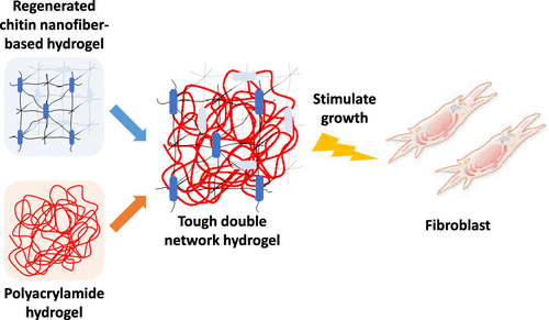 Chitin-based double-network hydrogel as potential superficial soft ...