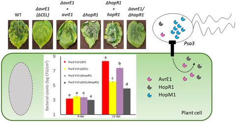 AvrE1 and HopR1 from Pseudomonas syringae pv. actinidiae are additively ...
