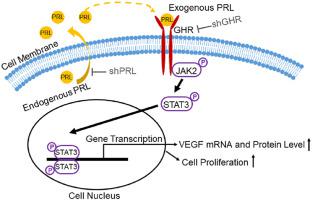 Regulation Of Extracellular And Intracellular Prolactin On Cell Proliferation And Survival Rate Through Ghr Jak2 Stat3 Pathway In Nsclc Chemosphere X Mol