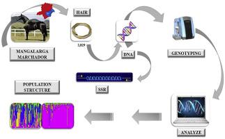 Genetic Characterization Of Mangalarga Marchador Breed Horses Based On Microsatellite Molecular Markers Journal Of Equine Veterinary Science X Mol