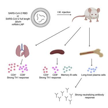 A Single Immunization With Nucleoside-Modified MRNA Vaccines Elicits ...