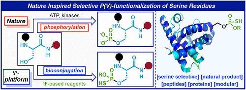 Serine Selective Bioconjugation Journal Of The American Chemical Society X Mol