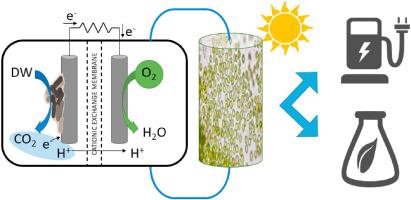 组合式微藻光生物反应器/微生物燃料电池系统：不同工艺条件下的性能 