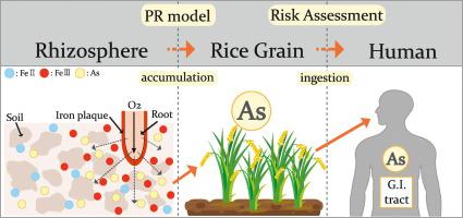 Assessing Human Health Risk Of Arsenic For Rice Consumption By An Iron Plaque Based Partition Ratio Model Science Of The Total Environment X Mol