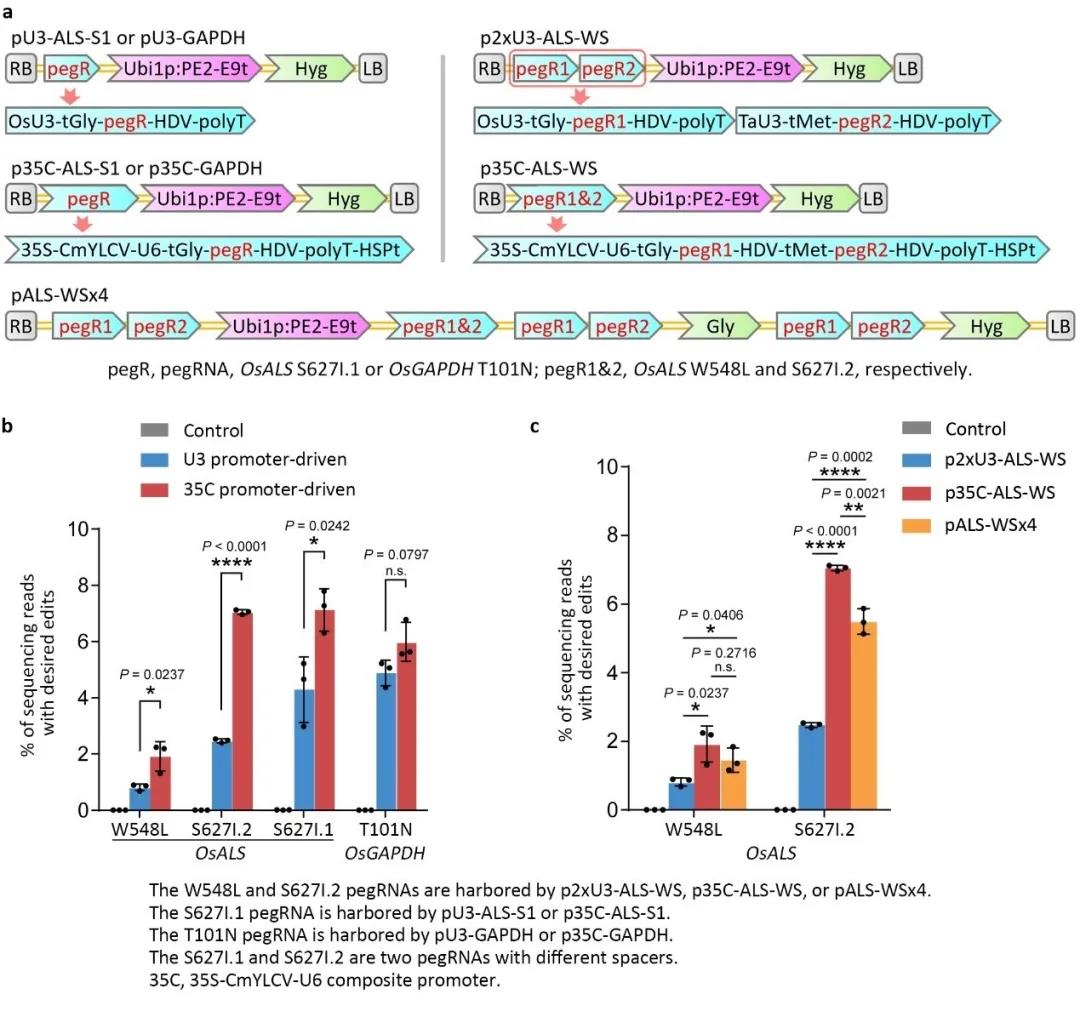 玉米tasselseed突变体 ts12 的遗传分析与分子鉴定