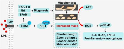 Stat2 Drp1 Mediated Mitochondrial Mass Increase Is Necessary For Pro Inflammatory Differentiation Of Macrophages Redox Biology X Mol