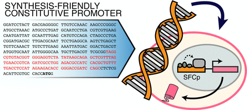 Engineering A Synthesis Friendly Constitutive Promoter For Mammalian Cell Expression Acs Synthetic Biology X Mol