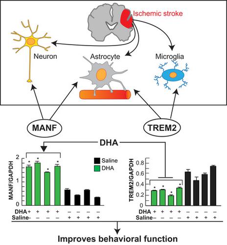 Dha Modulates Manf And Trem2 Abundance Enhances Neurogenesis Reduces Infarct Size And Improves Neurological Function After Experimental Ischemic Stroke Cns Neuroscience Therapeutics X Mol